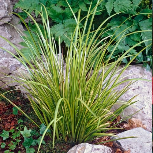 Bloomique - Acorus Ogon - Acore nain - Plantes de bassin - Résistante au gel - 10-20 cm de haut - Pot 9 cm