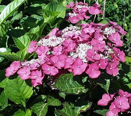 Bauernhortensie Rotkehlchen - Hydrangea macrophylla - Tellerhortensie 30-40