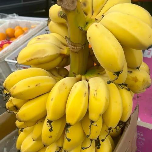 Semi di banano - comprare acquistare da frutto semi di vecchie varietà esotiche fresca rari colonnare 25pcs