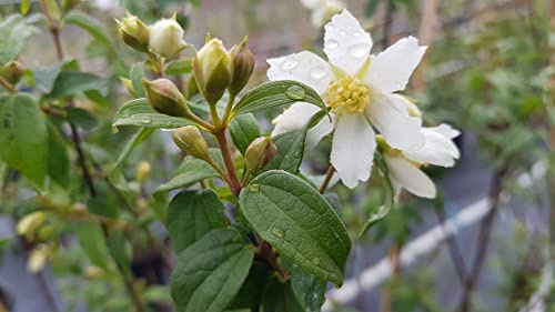 Philadelphus x 'Bouquet Blanc' / Seringat des jardins à fleurs simples/Conteneur de 2 à 2.9 litres/Arbuste florifère