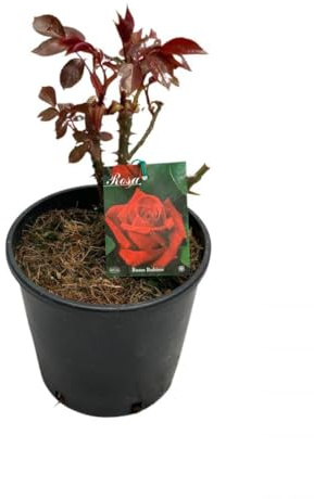 Rosal Grandiflora Rojo Natural Una Explosión de Flores Coloridas para tu Jardín