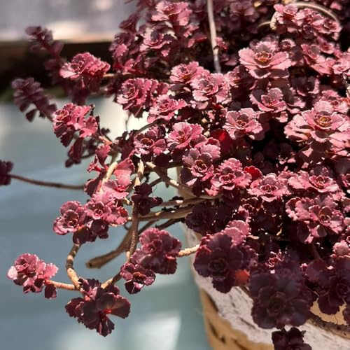 semillas de sedum - balcón cobertura del suelo resistentes perennes interior 350pcs