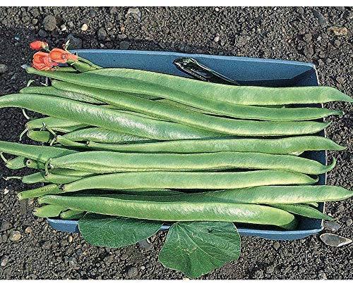 Runner Bean 'Polestar' Seeds Half-Hardy Annual Vegetable Garden Plants Seeds Easy to Grow Your Own 1 Packet of 40 Seeds by Thompson and Morgan