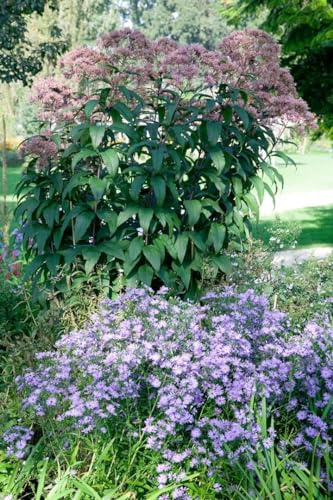 Eupatorium fistulosum 'Riesenschirm' 9x9 cm Topf – Winterhart, Mehrjährig, Pflegeleicht – Wasserdost – Staude für Teichrand & Beet