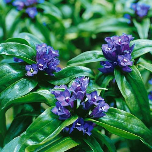 Gentiana cruciata ssp. cruciata 9x9 cm Topf – Winterhart, Mehrjährig – Kreuz-Enzian – Staude für Steingarten & Beet