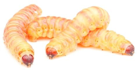 proinsects Tebos (Chilecomadia moorei) | Tebo-Raupen | Tebo-Larven | Butterworms | Lebendköder | Premium Angelköder für Forelle und Aal