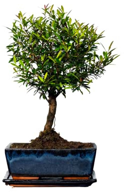 Syzygium Bonsai (ca 8 Order 10 Jahre) (Ca. 10 Jahre)