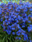 ANCHUSA ANGELO BLU NR.50 SEMI