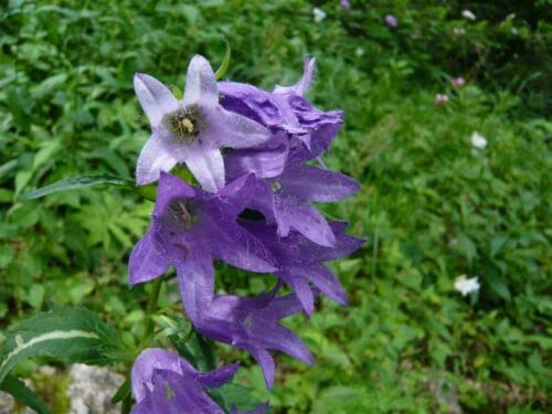 25 Graines de Campanula Gantee (Campanula Trachelium) G24 0 graines graines semillaires