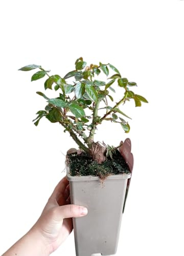 Rosal Rojo Compacto en Maceta – Arbusto de Rosas Vivas con Flores Variadas y Aroma