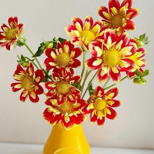 Tuberi di dalia - resistenti in vaso balcone interno giardino d'appartamento esotiche arredamento del soggiorno giardino all'aperto 2pcs
