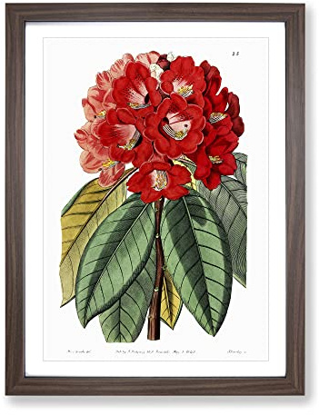 Red Rhododendron Flowers Vintage Framed Print | A2 Walnut Framed Wall Art | Ready to Hang | Classic Floral Picture | Living Room Bedroom Lounge Office