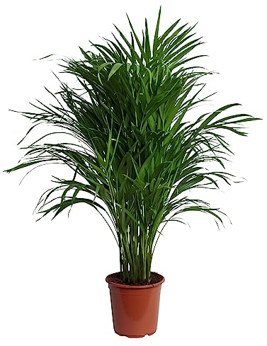 Happy Plants Areca Palm Goldpalme/Dypsis Lutescens - Zimmerpflanzen Groß - luftreinigende pflanzen - inkl. Blumentopf - Frisch aus der Gärtnerei (ohne Topf, 100 cm)