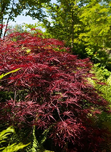 Japanischer Ahorn Acer palmatum Red Pygmy 60-80 cm winterhart | Filigranes Blattwerk, leuchtend rote Herbstfaerbung, kompakter Wuchs, sonnig bis halbschattig, ideal fuer Terrasse