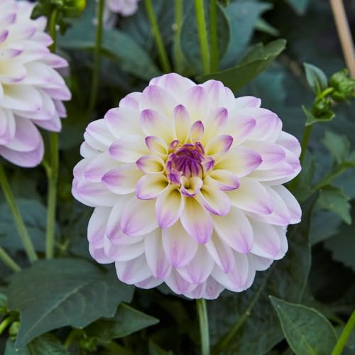 Dahlia 'White Lilac Frost'. Plug Plant x 3. Incredible Dahlia Flowers, Ideal for Patio pots. Summer Bedding Available from Bedwen Plants