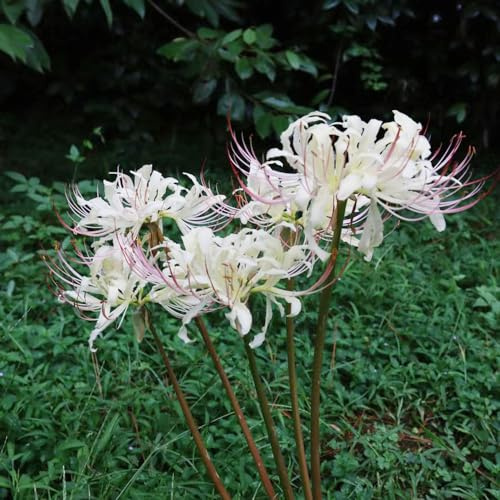 giglio ragno - rari a primaverile lycoris radiata di decorazioni giardino per esterni per zone soleggiate rialzata 3bulbi