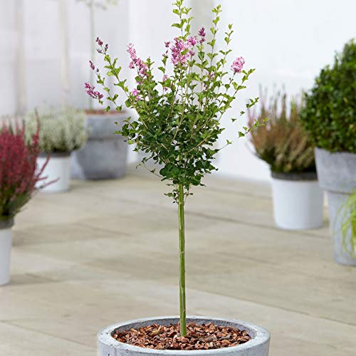 Syringa Palibin Baum | Topf-Flieder Laubbaum für kleine Gärten | Gerader Standardstamm Lutscherbaum | Gartenpflanzen