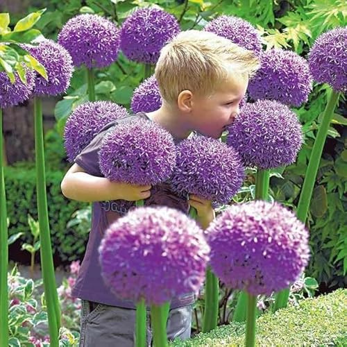 Kugellauch Allium Zierlauch Gigant Rosa White Blue Blau Rosa Weiß Typen und Farben Wahl Zwiebeln (Globemaster)