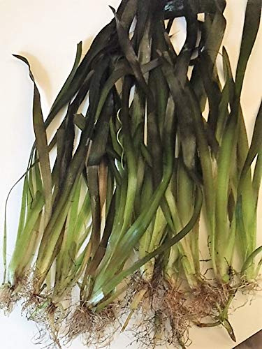 10 stk Riesenvallisnerie/Vallisneria Gigantea Aquariumpflanzen Wasserpflanzen