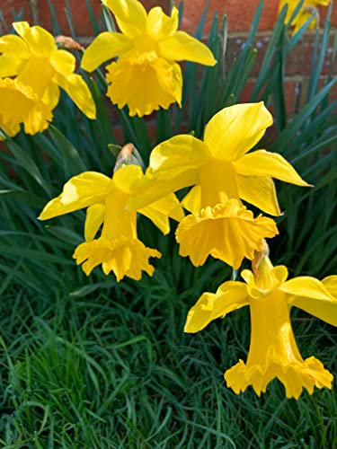 10 x 'King Alfred' Daffodil Bulbs Ready to Plant (Free UK Postage)