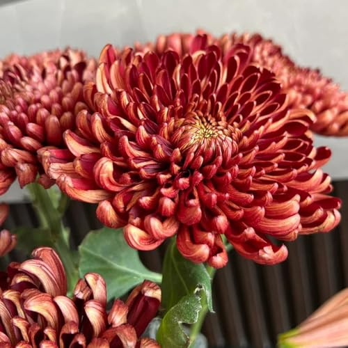 Semi di crisantemo, vecchie varietà decorazione del soggiorno per luoghi soleggiati semi di estivi serre da balcone decorazione da giardino per esterni 30pcs