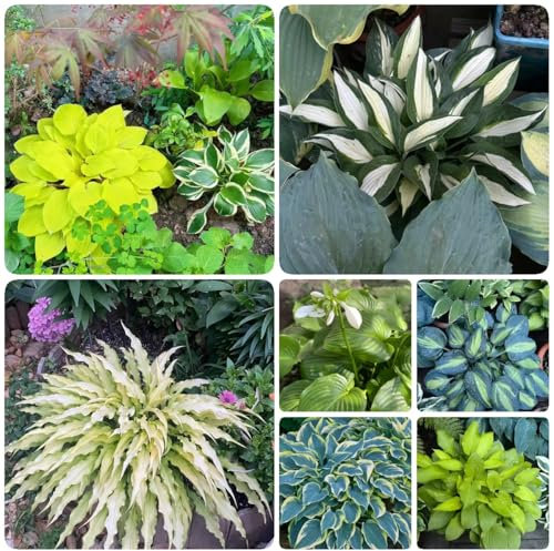 50 pcs blumen funkien samen - indoor garten balkonpflanzen winterhart pflanzen garten pflanztopf, schattenpflanzen winterhart, balkon hochbeet saatgut exotische pflanzen geschenk,