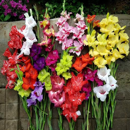 bulbi resistenti alla gladiola - giardino decorative tappezzante da balcone 5pcs