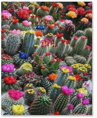 Puzzles 1000 Teile für Erwachsene，Wunderschöner Kaktus，Klassische Puzzle Teenager Jungen Mädchen Puzzle Lustige Familienpuzzles In Premium-Qualität Zum Geburtstag（38x26cm）-F96