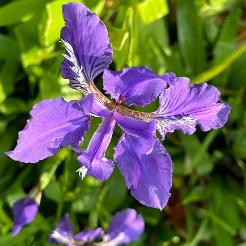 Bulbi di iris, iris, all'aperto bulbosi rari tappezzante e resistente giardino arredamento del soggiorno da giardino roccioso 3pcs