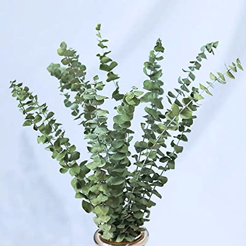 10 Stück Eukalyptus Getrocknet Pflanze,45cm Natürlich Trockenblumen Blumenstrauss Eukalyptus Zweig Echt Eukalyptus Blätter Deko für Hochzeits,Frühlings,Wohnzimmer,Schlafzimmer,Badezimmer…