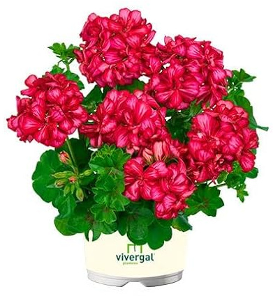 Pelargonium Peltatum o Gitanilla Planta Natural que Hará de tu hogar un paraíso floral