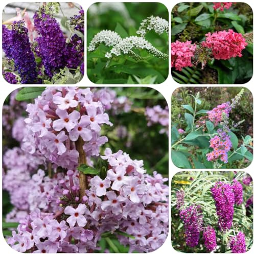 Buddleja - lillà estivo semi di come bomboniera resistenti in vaso, autunnali arbusti semprever resistenti, giardino di semi 160semi
