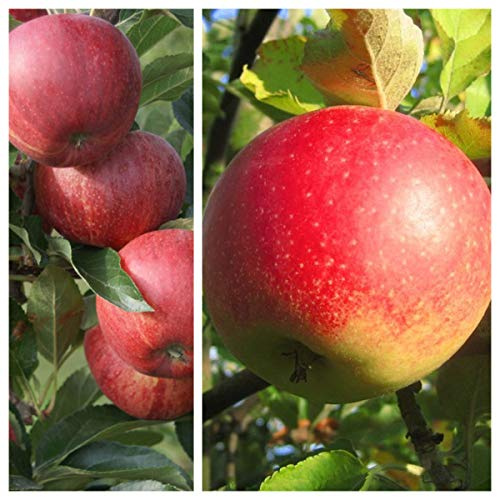 Duo-Apfelbaum mit den Sorten Gala und Jonagold 7,5 L auf M7