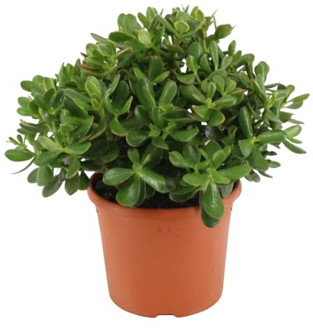 Plant in a Box - Crassula ovata 'Minor' M - Zimmerpflanze - Sukkulente - ⌀ 17 cm - Höhe 30-35 cm