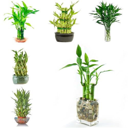 semillas de la de bambú la suerte mini bambú acuáticas invernadero exóticas sala estar 60pcs