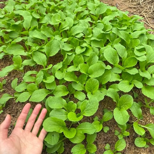 Pak Choi de interior exóticas de mostaza chinas - invernaderos balcón jardín balcón decoración sala estar resistentes 400Semillas