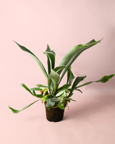 Cuerno de Ciervo Vegano | Helecho Platycerium | Planta Natural | Pur Plant