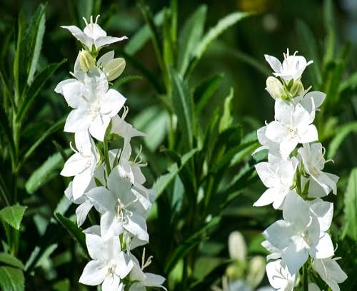 100pcs Campanula Flower Seeds