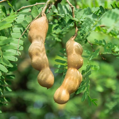 semi di tamarindo da giardino resistenti perenni di tamarindo da colonnari, interno da giardino resistenti 60pcs