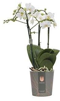 Planta Natural Orquídea Flor Blanca Phalaenopsis Planta de Interior