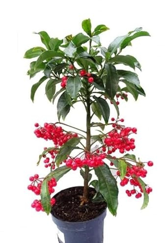 Ardisia Crenata: Planta Natural que Transforma tu Jardín en Invierno