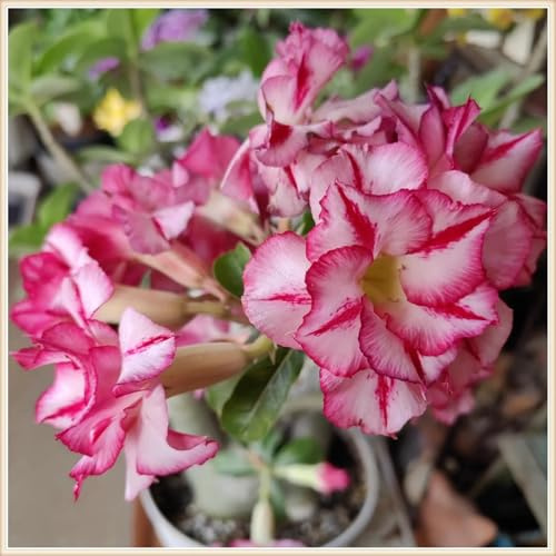 Adenium Obesum - Rosa del deserto invernale & Deserto, esotico per il tuo giardino, facile da pulire e robusto 3knolle-B