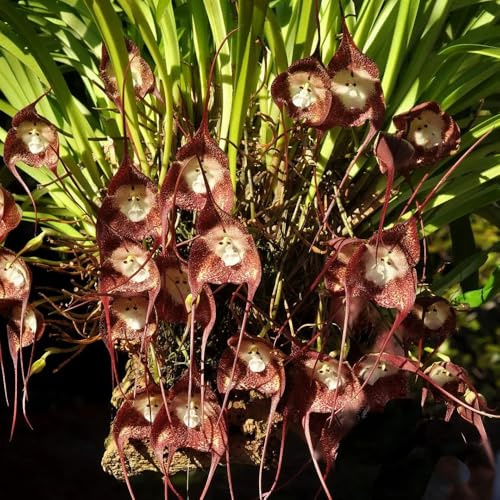 orchidea scimmia, per l' di semi di balcone in vaso semi tappezzanti resistenti al freddo giardino interno 300semi