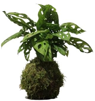 DECOALIVE |Monstera Adansonii|Kokedama Bola Musgo | Árbol Natural de Interior
