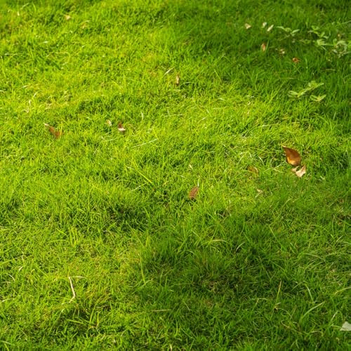 semi di prato, zoysia autunno a germinazione rapida, le da giardino roccioso sono resistenti Le da giardino sono perenni 2000pcs