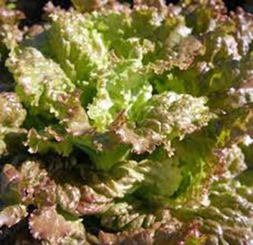 RED DE SEMILLAS lechuga romana, herencia, orgánico, no GMO JARDÍN DE SEMILLAS