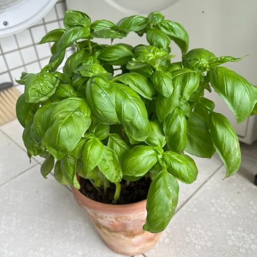semi di basilico biologici rare per aiuole rialzate, balcone orto interno, 600pcs