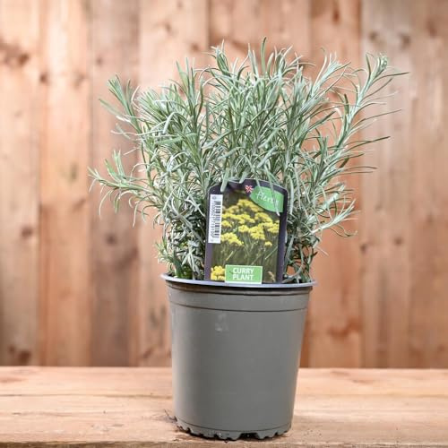Siempreviva de Monte |DECOALIVE | Curry | Helichrysum Italicum