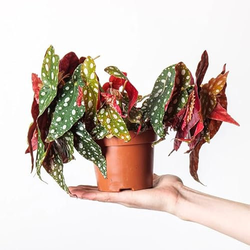 Begonia Maculata Planta Natural con Poco Riego Necesario