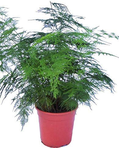 Perfect Plants Asparagus Fern Plant - Asparagus Plumosus in a 12cm Pot - Air Purifying Indoor Plants